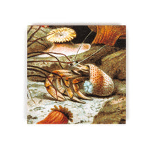 Load image into Gallery viewer, Hermit Crab